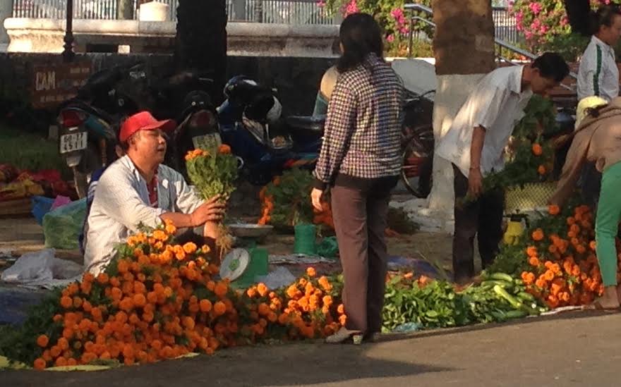 hoa vạn thọ