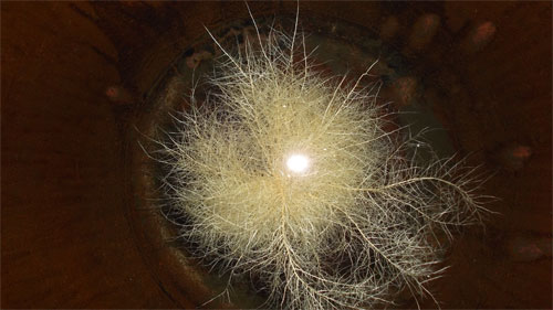 Hoa thần” được nhiều người cho rằng đó thực chất là loài rong tảo - Ảnh: Trần Thanh Phong