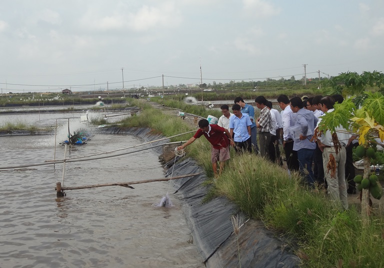 Tập huấn kỹ thuật nuôi tôm sú, tôm thẻ sử dụng chế phẩm sinh học