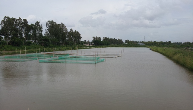 hoat dong san xuat ca tra