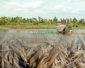 tôm thẻ chân trắng