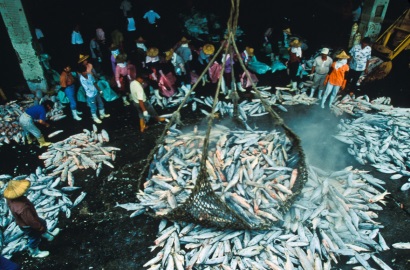 hợp tác nghề cá