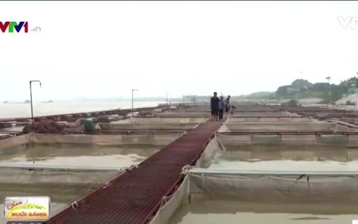 Hợp tác xã nuôi cá lồng giá trị kinh tế cao tại Bắc Ninh