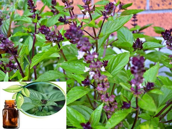 Tinh dầu Húng quế (Ocimum americanum) với động vật thủy sản