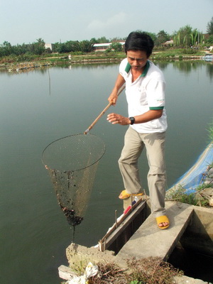 tôm sú