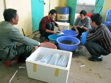 Nông dân TX Quảng Yên mua tôm giống tại Công ty TNHH Thuỷ sản Minh Hà.