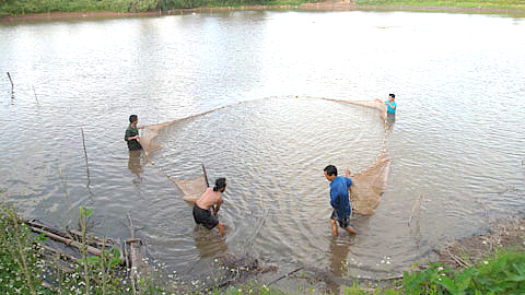 Thu hoạch cá tại trang trại của ông Đỗ Văn An, xã Trực Chính (Trực Ninh).