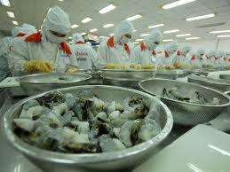 chế biến tôm xuất khẩu