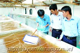 kiem dich thuy san
