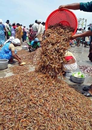 tôm thẻ chân trắng