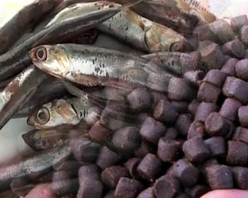 Cá cơm nguyên liệu trong thức ăn thủy sản (nguồn: FIS.com)
