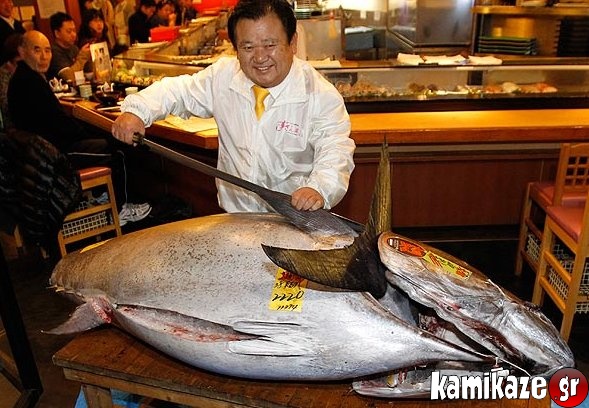 cá ngừ triệu đô