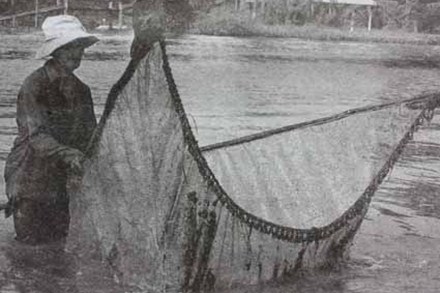 kéo cua biển giống