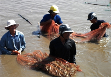 kéo lưới tôm