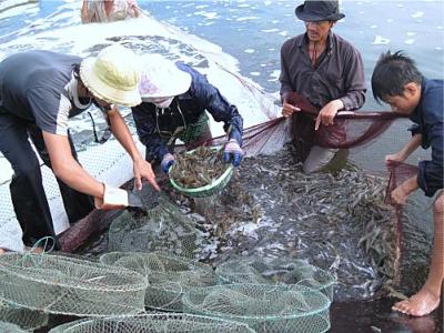 kéo thu hoạch tôm thẻ