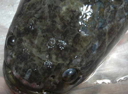 Đầu cá lóc với một số chữ Hán