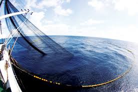 Khai thác cá ngừ bằng lưới vây