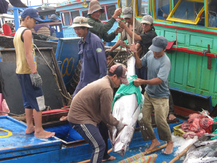 khai thác cá ngừ