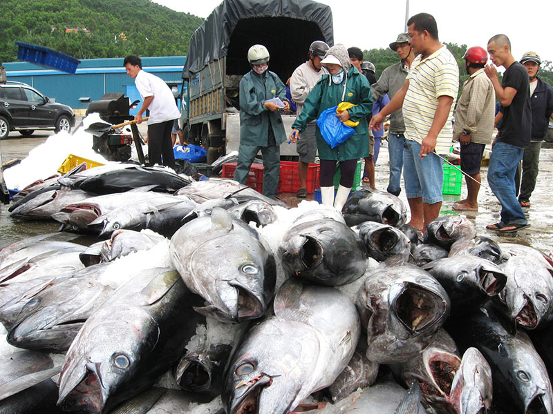 Sản lượng đánh bắt sụt giảm khi vào cuối vụ cá Nam