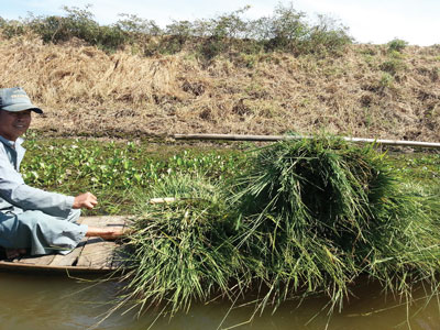 khai thác cỏ năn