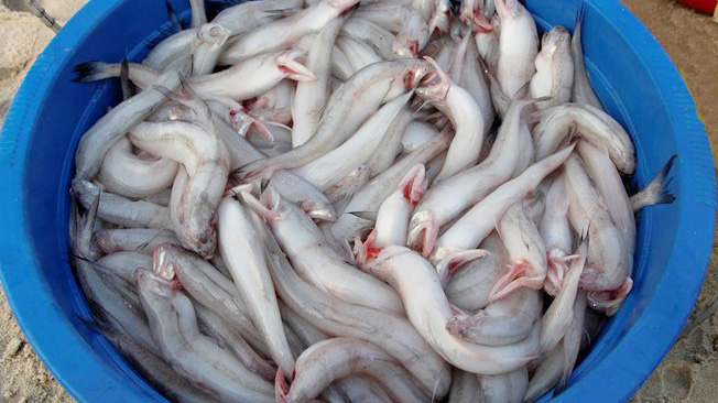 Ngư dân Huế được mùa cá khoai