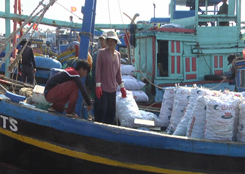 La Gi: Ngư dân khai thác nhuyễn thể trái phép