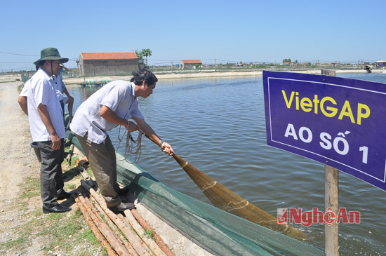 khảo sát năng suất tôm