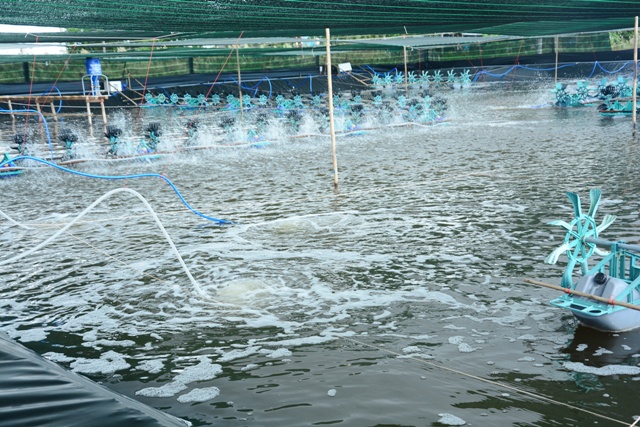 Khó khăn, thách thức của nuôi tôm siêu thâm canh