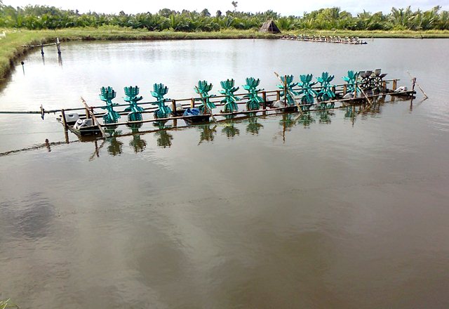 khó kiểm soát nuôi tôm