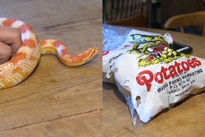 khoai tây chứa rắn