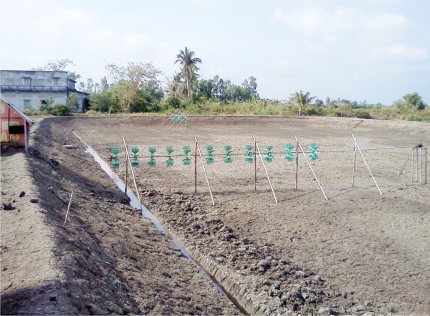 Không nên sử dụng thuốc bảo vệ thực vật trong nuôi tôm