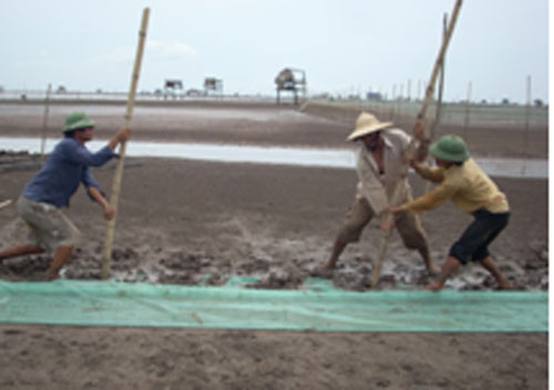 Nhiều khu đầm ngao vạng ở vùng đệm Vườn quốc gia Giao Thủy đã không còn bóng rừng