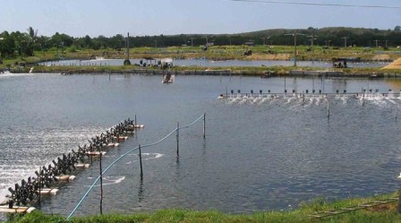khu nuôi tôm sú