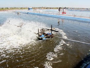 Một góc khu nuôi tôm công nghiệp.