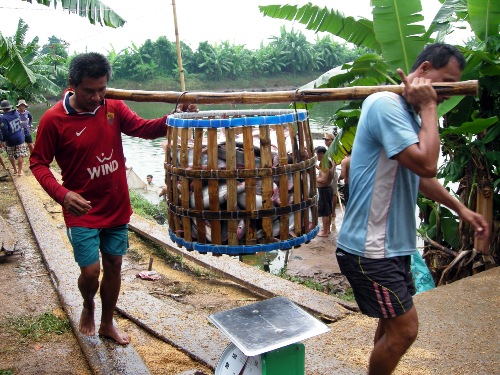 khủng hoảng ngành cá tra