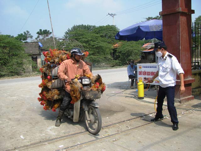 kiểm dịch thú y