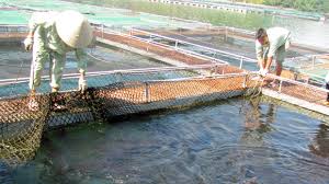 kiểm soát cá tầm