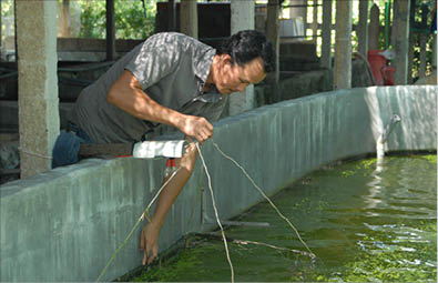kiểm tra cá chình bột