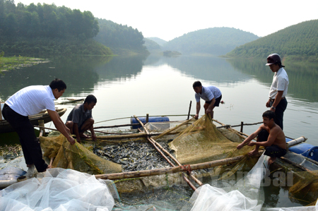 kiểm tra cá giống