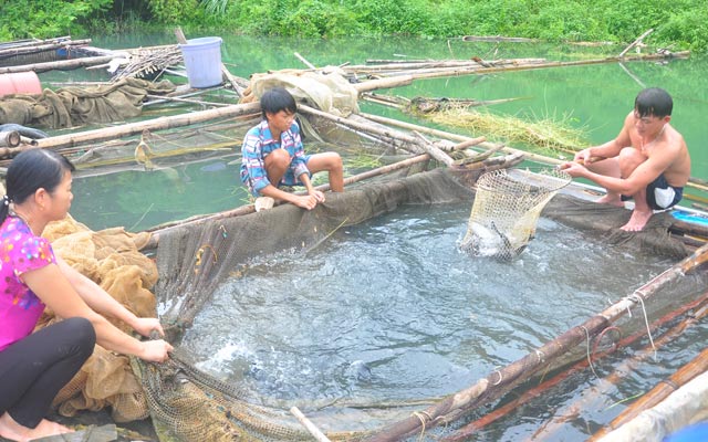 kiểm tra cá lồng