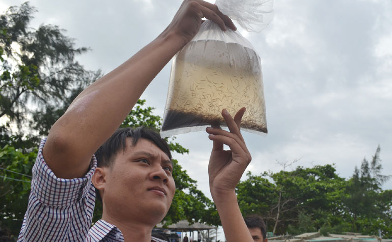 'Trăn trở' cùng chất lượng tôm giống