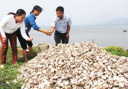 kiểm tra hàu chết