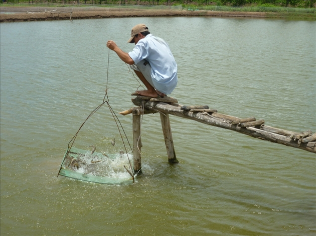 nuôi tôm bạc liêu
