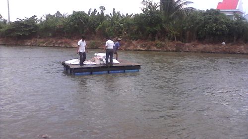 kiểm mẫu phile cá tra