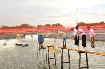 Kiểm tra quy trình nuôi tôm