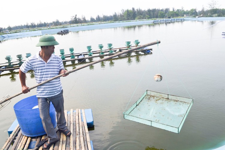 kiểm tra sức khỏe tôm nuôi