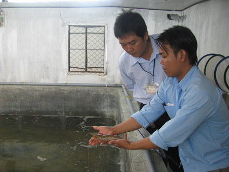 kiểm tra tôm bố mẹ