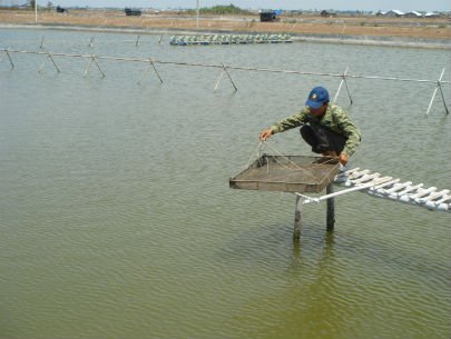 kiểm tra tôm chết
