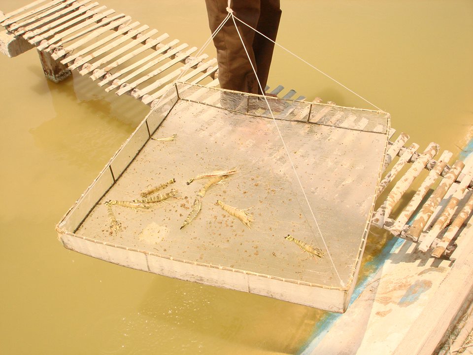 kiểm tra tôm nuôi