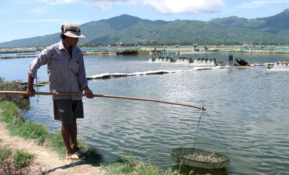 kiểm tra tôm nuôi